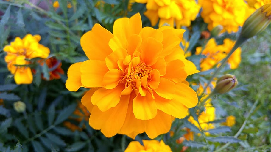 flower, yellow, nature, spring, summer, yellow flower, flowers HD wallpaper