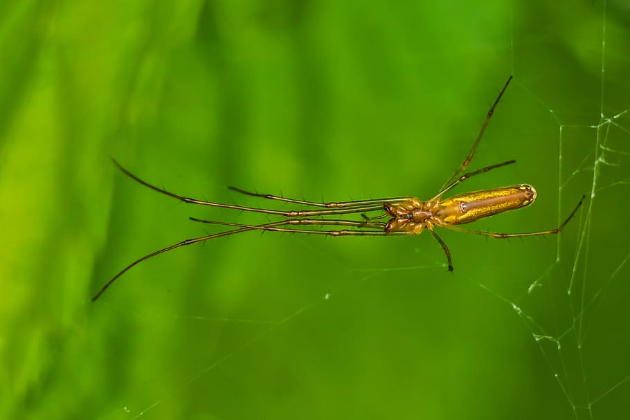 Golden-Haired  immature