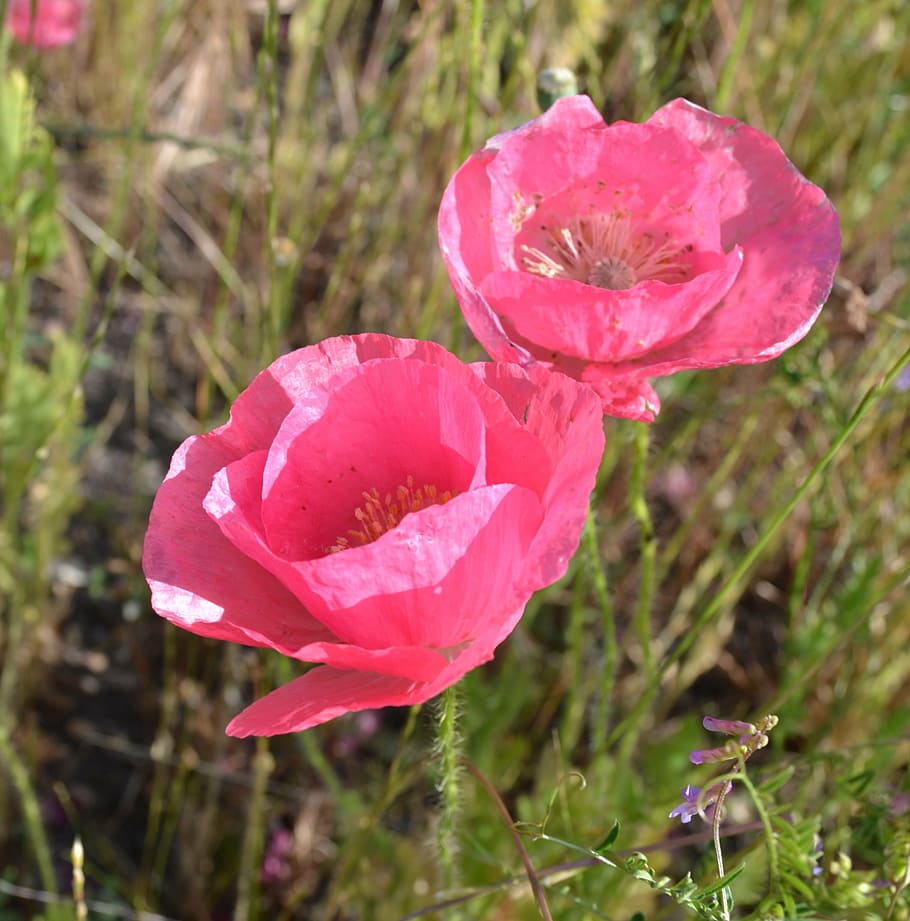 close-up photo of two pink poppies, iceland, poppy, flowers, spring, HD wallpaper