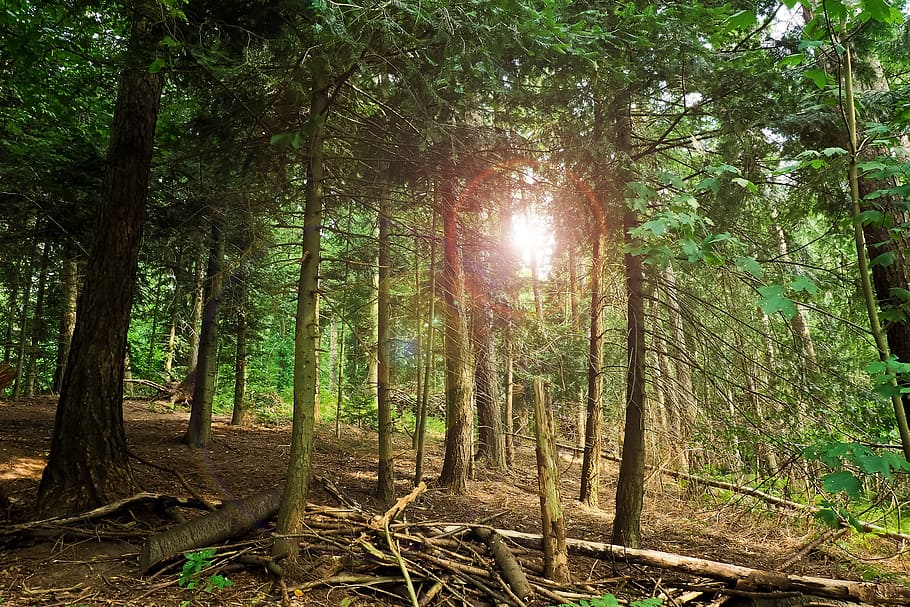 green leafed trees, forest, branches, landscape, forests, old tree HD wallpaper