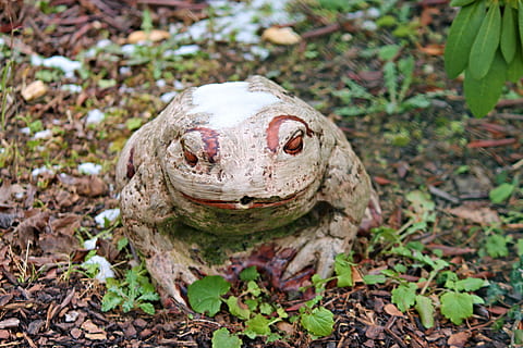 frog, garden, ceramic, nature, figure, frog pond, snow, schneerest HD wallpaper