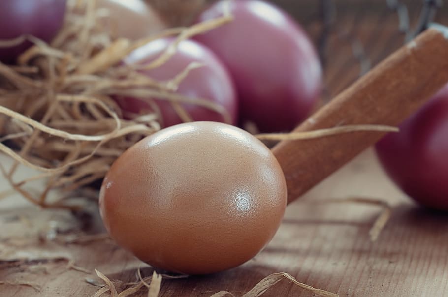 easter eggs, colorful, colored, easter bush, customs, close HD wallpaper