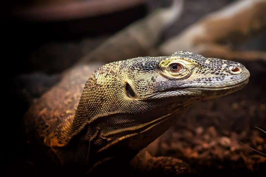 monitor, lizard, reptile, exotic, animal, zoo, nature, insect eater HD wallpaper