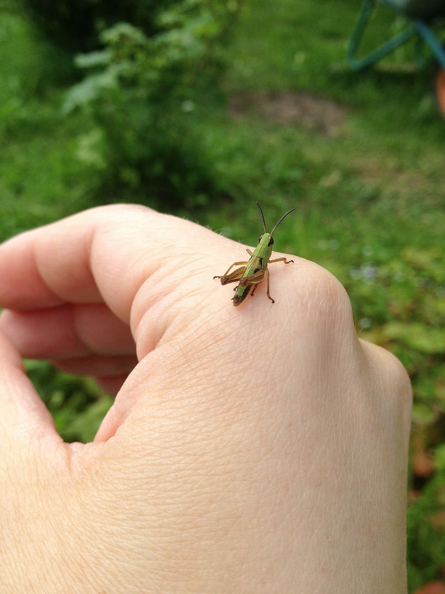 Grasshopper, Hand, Beautiful, little, human body part, one animal HD wallpaper