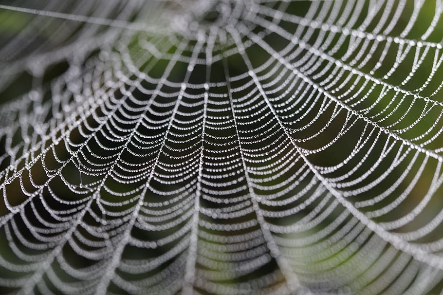 spider web, cobweb, network, orb web, dewdrop, drip, drop of water HD wallpaper