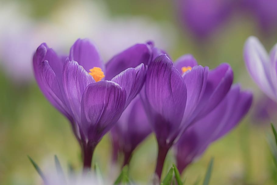 shallow focus photography of purple flowers, crocus, blossom HD wallpaper