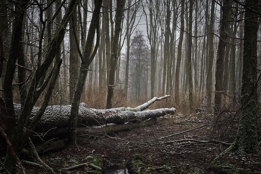 tree logs on ground, forest, nature, landscape, fog, trees, cold