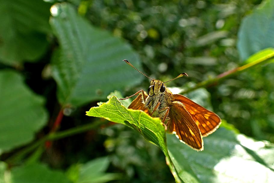 nature, butterfly, insect, spring, large skipper, animal wildlife HD wallpaper