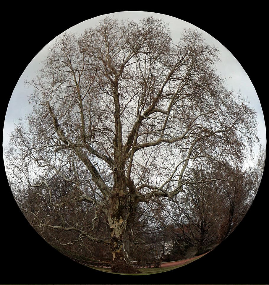 abstract, tree, plant, no people, bare tree, sky, branch, nature HD wallpaper