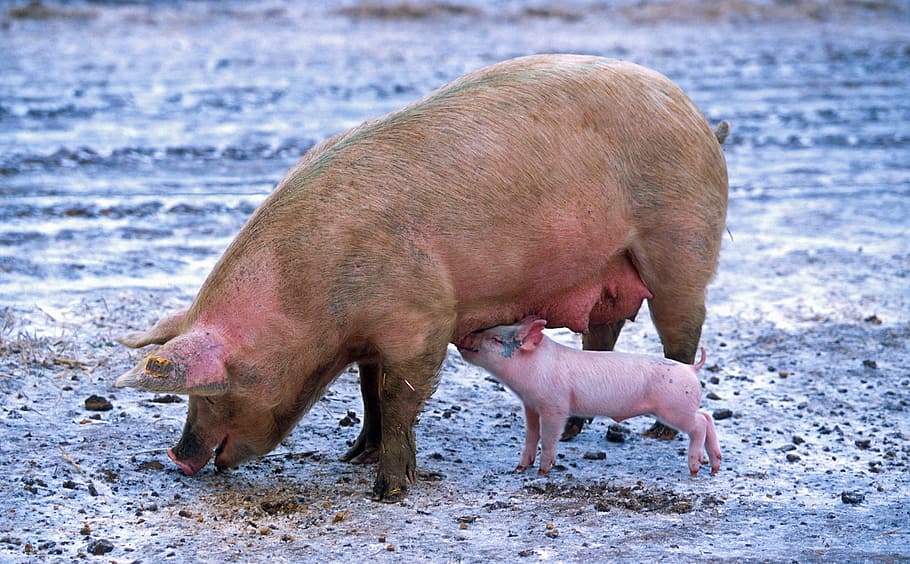 close up photograph of pig with baby pig, sow, piglet, nursing