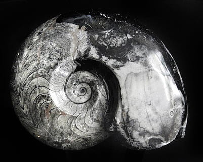 ammonite, goniatitida, devonian, permian, fossil, stone, spiral HD wallpaper