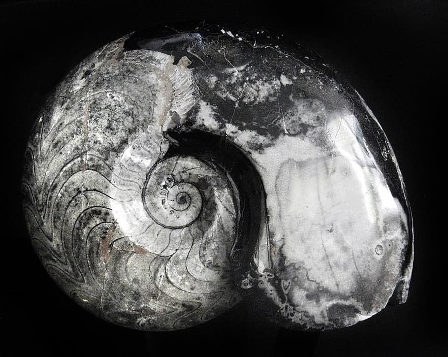 ammonite, goniatitida, devonian, permian, fossil, stone, spiral HD wallpaper