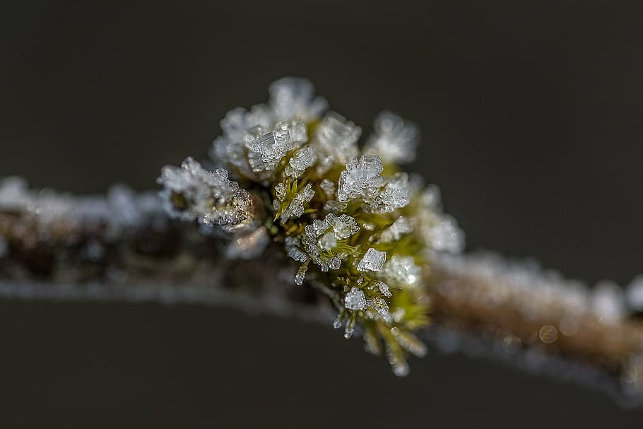 ice, winter, frost, wintry, snow, winter dream, eiskristalle HD wallpaper