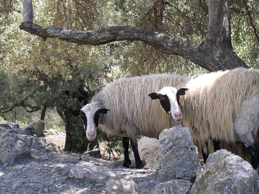 sheep, animals, olive trees, mammal, animal themes, livestock HD wallpaper