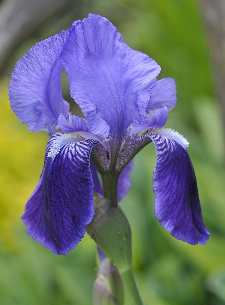 iris, flower, blossom, bloom, nature, lily, garden, blue, close HD wallpaper