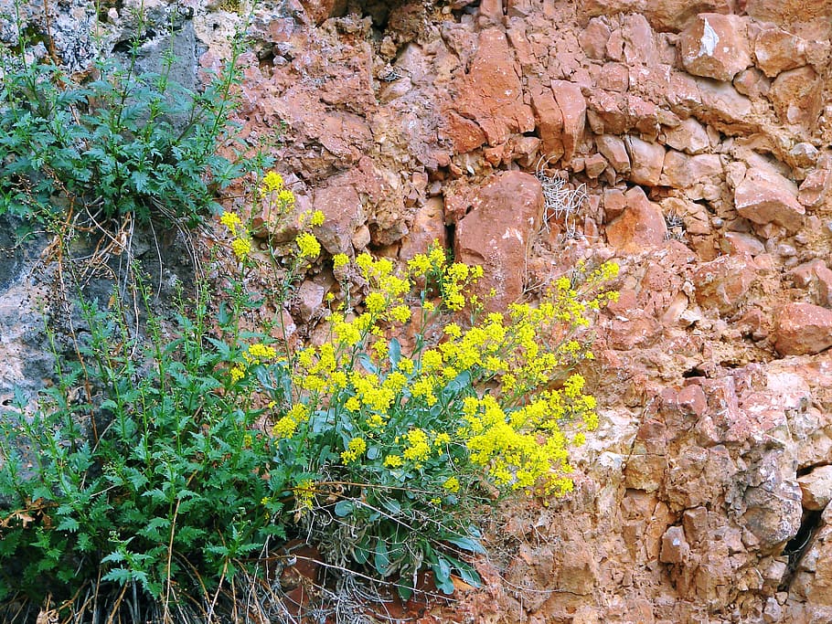 rocks, cliffs, structure, texture, wildflowers, stone, terracotta HD wallpaper