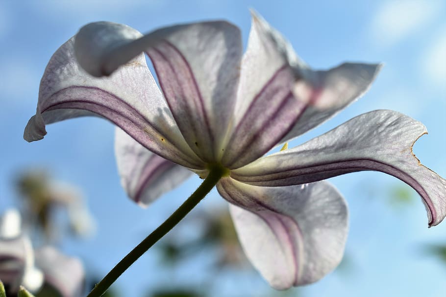 clematis, nature, flower, close, climber, pink, plant, summer HD wallpaper