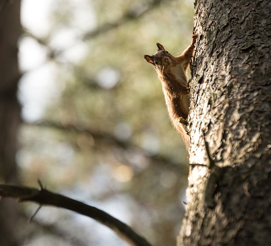 squirrel, tree, wood, nature, animal world, one animal, animal themes HD wallpaper