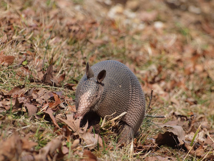 Armadillo, Natchez, Trace, Parkway, Nine, banded, one animal, HD wallpaper