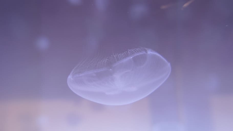 jellyfish, water, animal themes, animal wildlife, invertebrate HD wallpaper