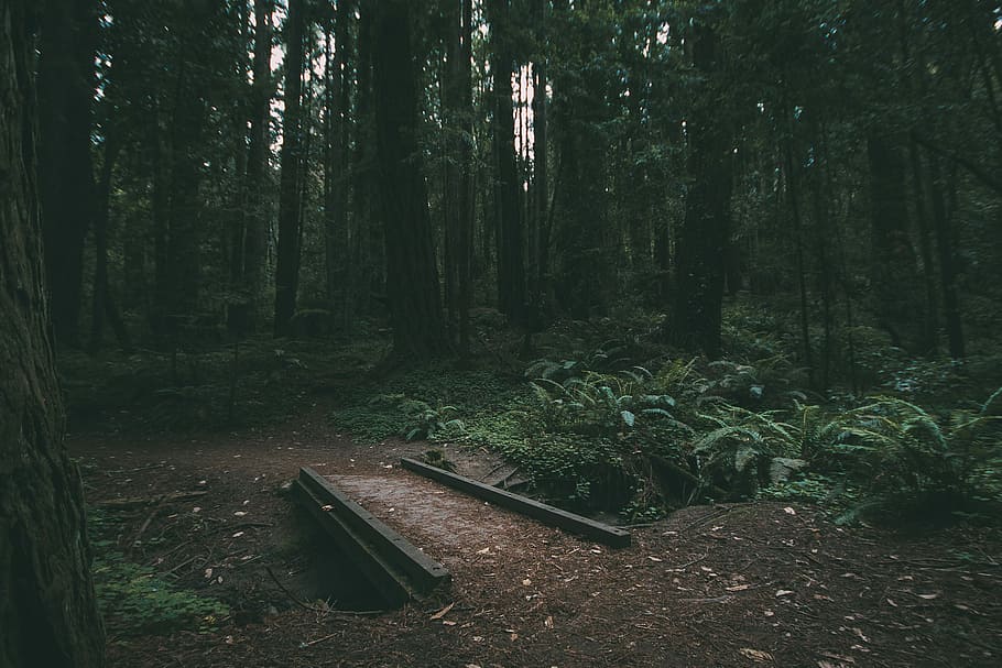black metal bridge near trees, forest during daytime, fern, wood HD wallpaper