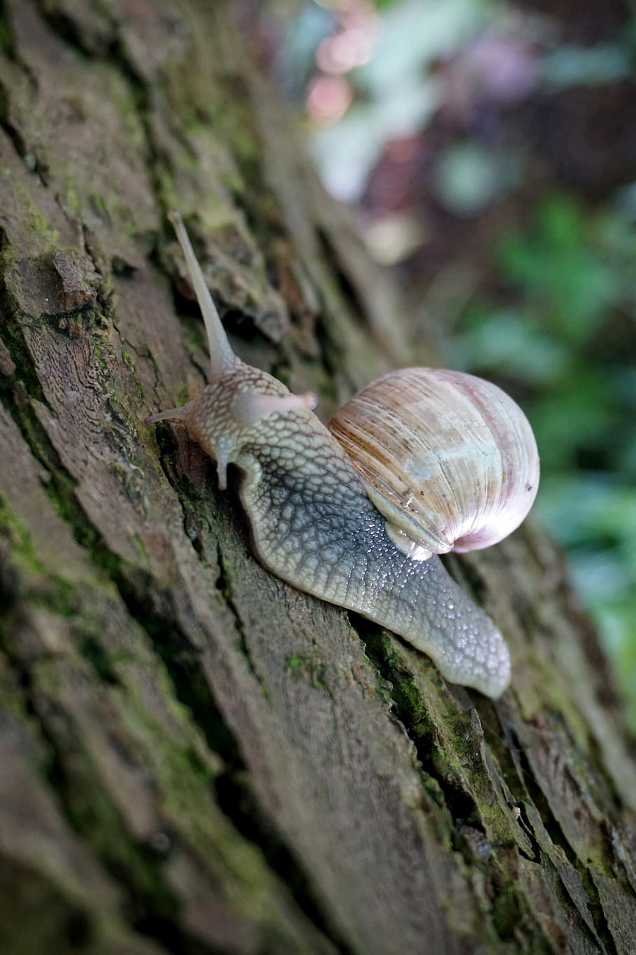snail, tree, bark, shell, nature, animal, animal wildlife, animal themes HD wallpaper