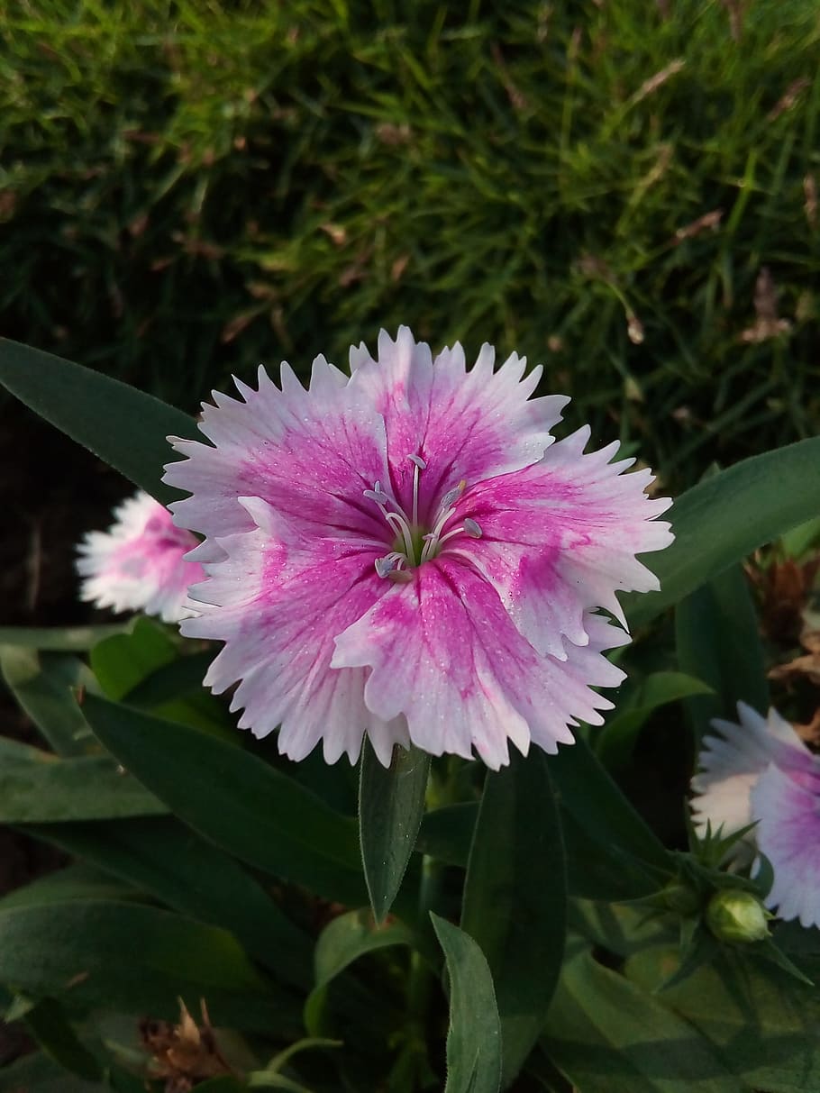 flower, pink, white, nature, spring, pink flowers, plant, garden HD wallpaper