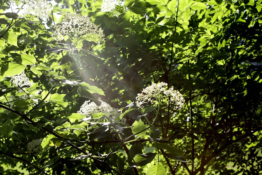 leaves, tree, sunbeam, light, background, plant, growth, plant part HD wallpaper