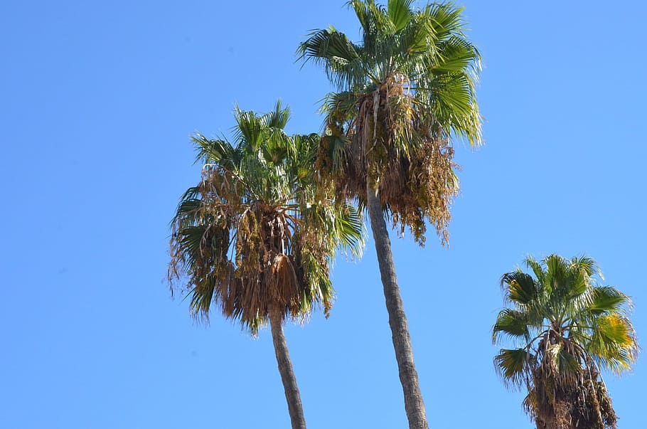 Palm Tree, Summer, Tree, sky, organic, agriculture, outdoors HD wallpaper