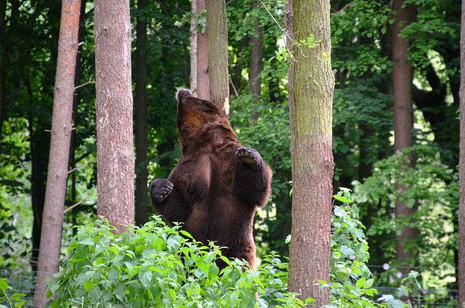 bear, forest, eco-park, güstrow, tree, mammal, plant, animal themes HD wallpaper