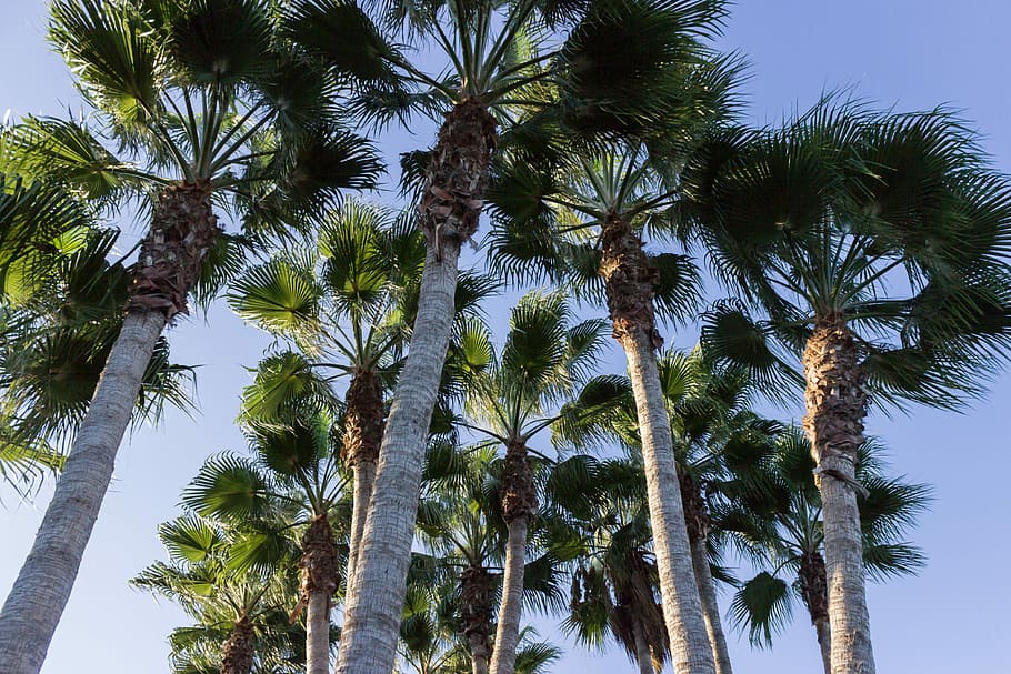 green coconut palm trees, low-angle photography of fan palm trees HD wallpaper