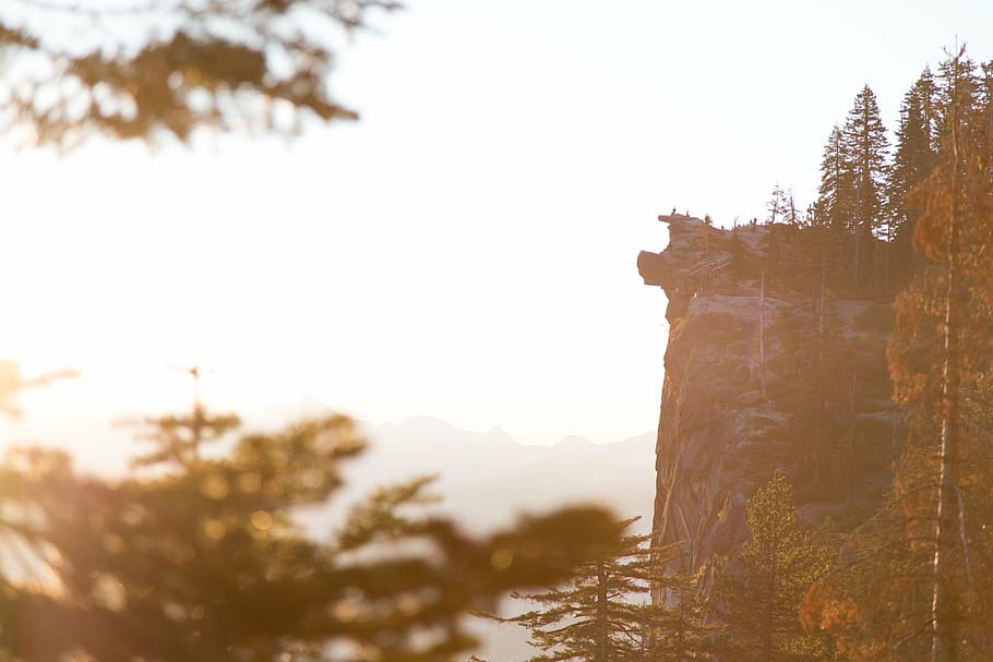 selective focus photography of rocks, tree, plant, nature, mountain HD wallpaper