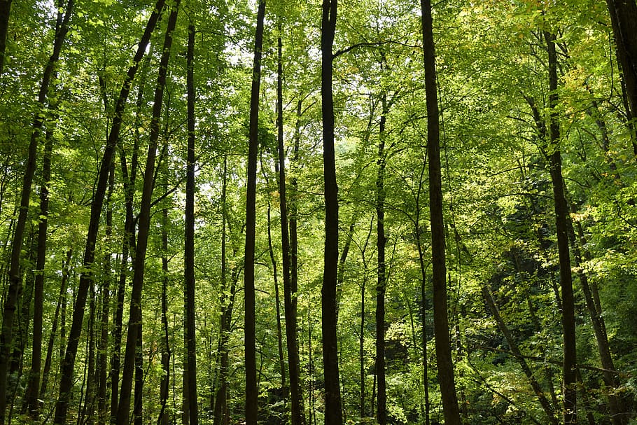 Forest, Trees, Sunlight, Background, backdrop, nature, green HD wallpaper
