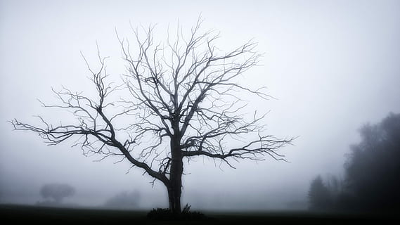 silhouette of tree without leaves, fog, grey, winter, mysterious HD wallpaper