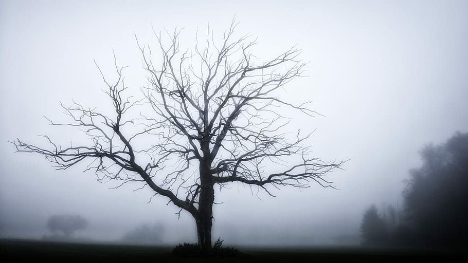 tree without leaves wallpaper