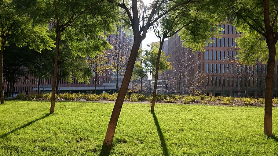 sun, shadow, trees, buildings, backlight, plant, grass, green color HD wallpaper