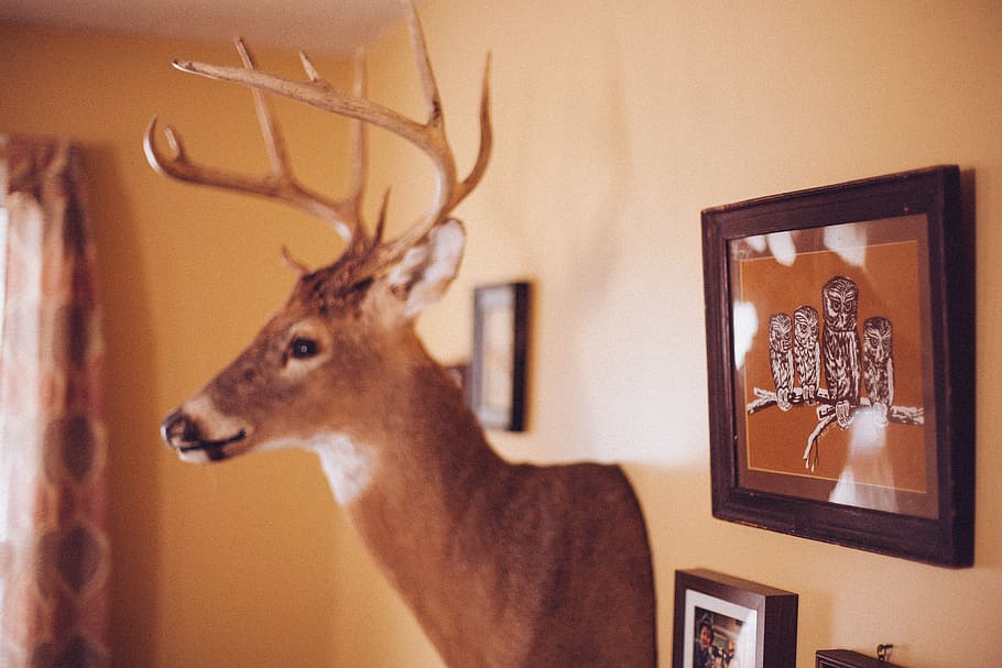 interior decoration, interior design, wall, stag, old, vintage HD wallpaper