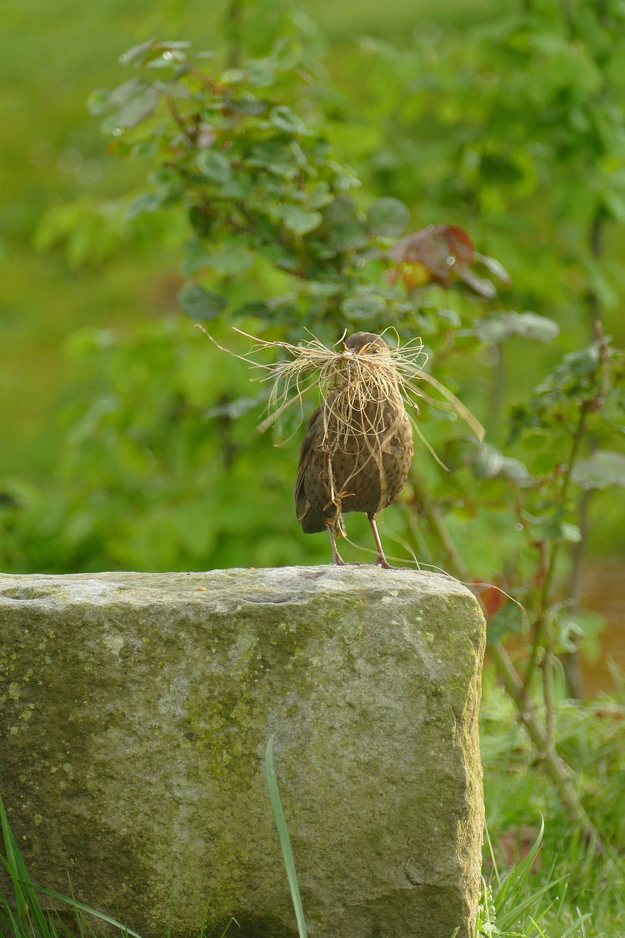 blackbird, fauna, female, grass, nest, build, hatch, spring, HD wallpaper