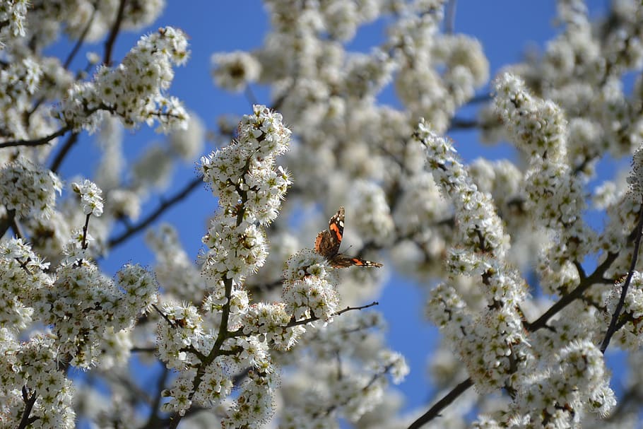 Spring, Bloom, Flowers, Tree, White, nature, butterfly, low angle view HD wallpaper