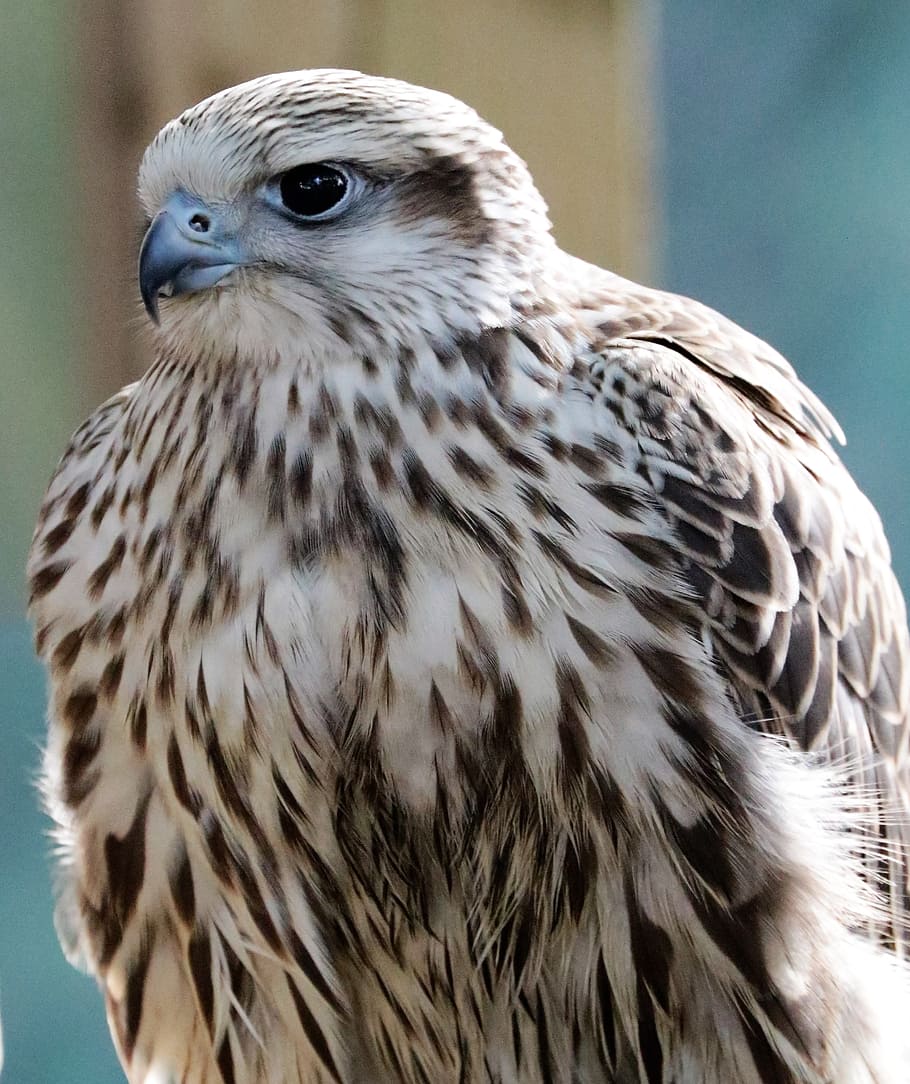 Lanner, Falcon, Bird, Predator, Raptor, prey, hawk, wildlife HD wallpaper