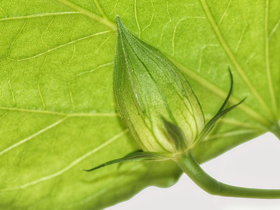 Leaf, Nature, Plant, bud, green, young, green Color, close-up HD wallpaper