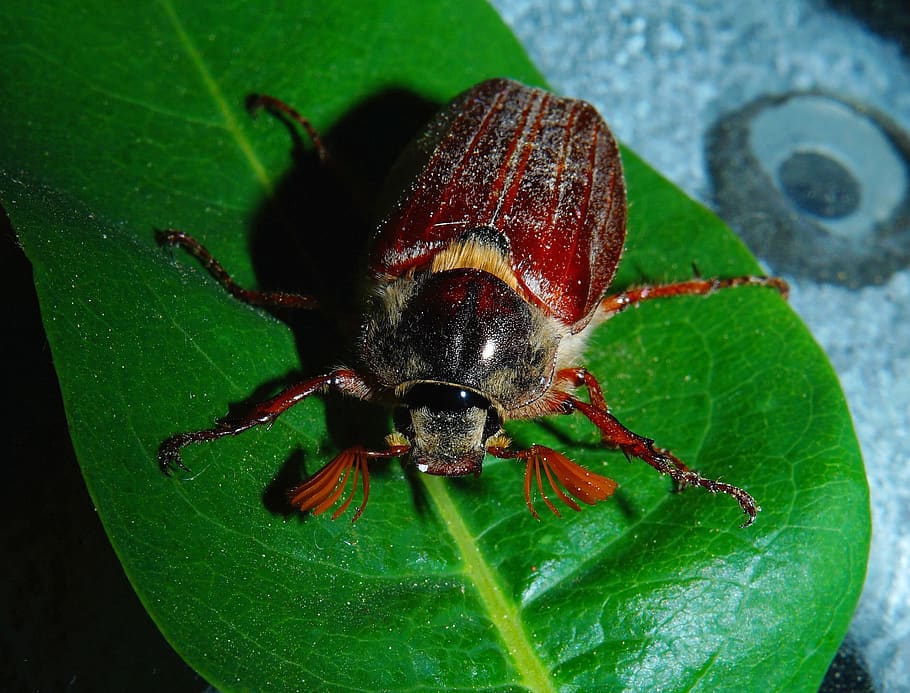 maikäfer, may, leaf, beetle, spring, insect, legs, creature HD wallpaper