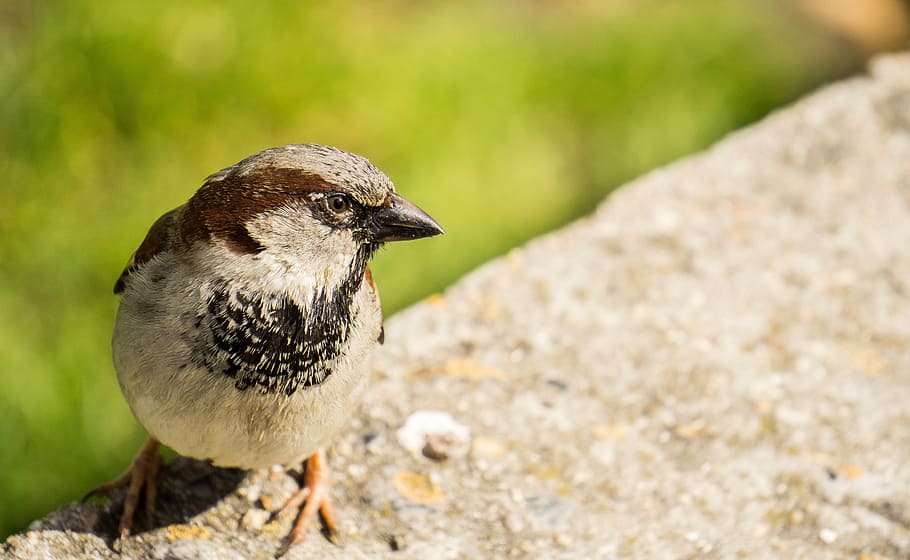 sparrow, bird, animal, nature, animal themes, animal wildlife HD wallpaper