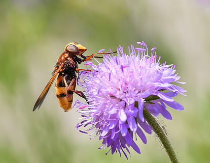 yellow and black hoverfly on purple petaled flower close-up photo at daytime HD wallpaper