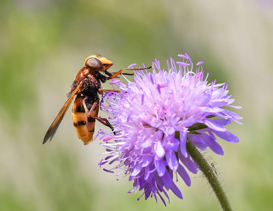 yellow and black hoverfly on purple petaled flower close-up photo at daytime HD wallpaper