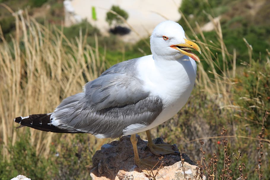 seagull, bird, ave, wings, birds, nature, seagulls, costa brava HD wallpaper