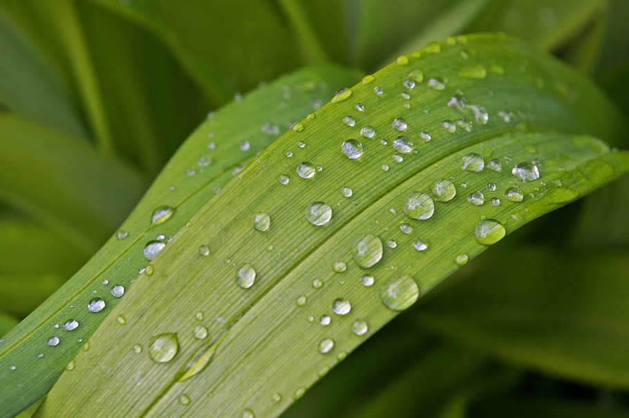 raindrop, garden, close, wet, flower, nature, water, plant HD wallpaper