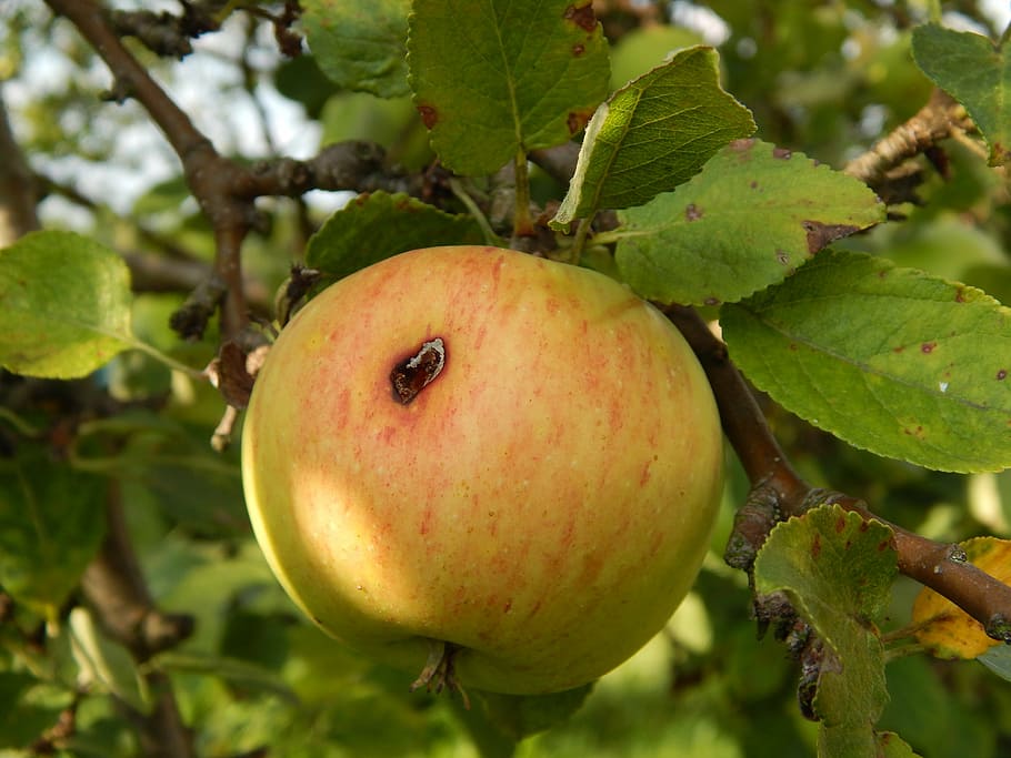 apple, fruit, tree, pallet pulpwood, fruitful apple tree, branch with apples HD wallpaper