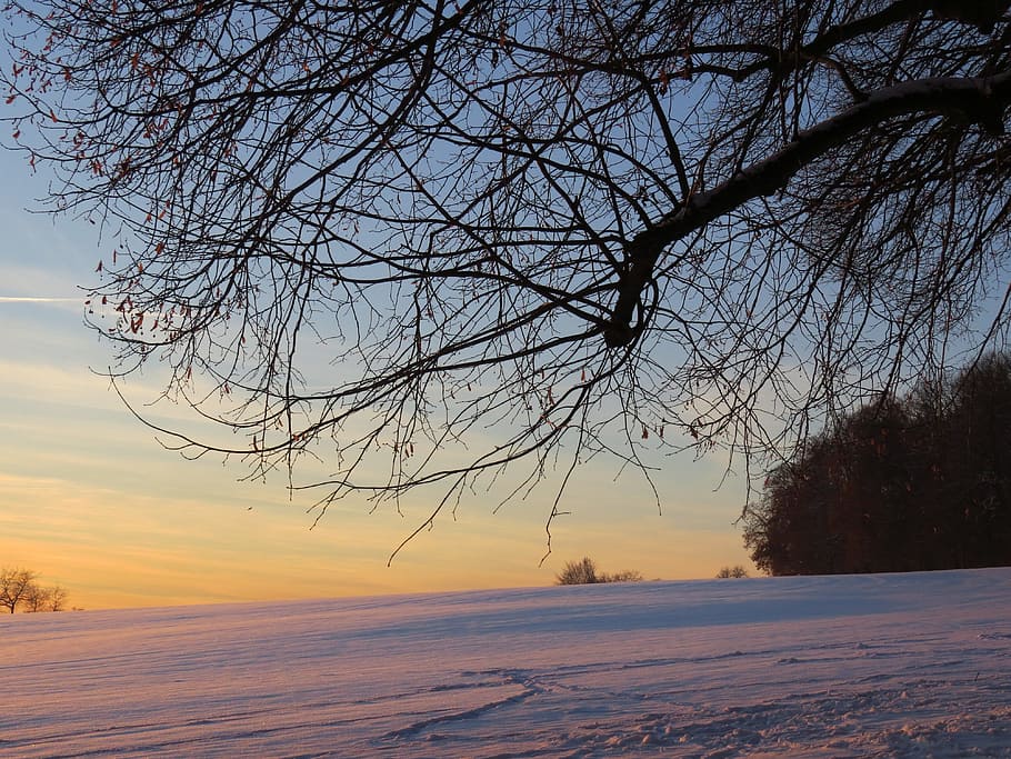 branch, tree, branches, wintry, winter mood, cold temperature HD wallpaper