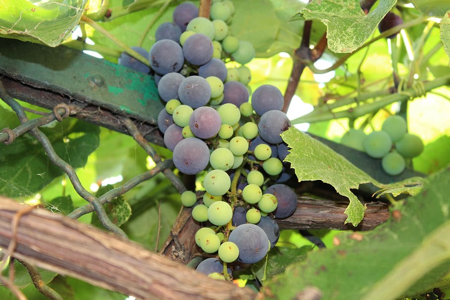 fruit, grapes, nature, growth, healthy eating, plant, food and drink HD wallpaper
